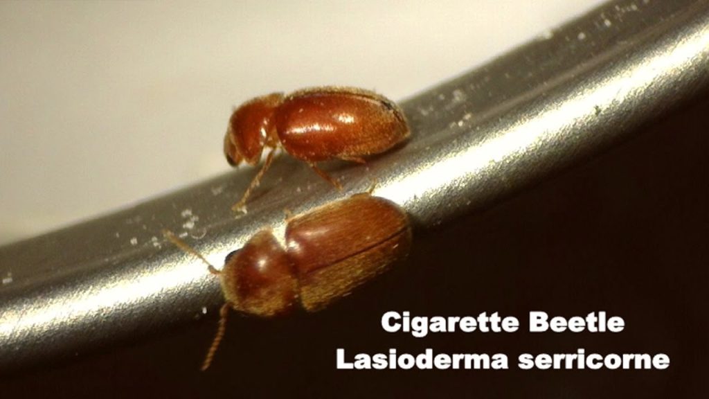 Cigarette Beetle – Professional Control and Prevention Services